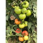 Семена томата розового Селла F1 (1000 семян), Libra Seeds (Erste Zaden), полудетерминантный Семена томата розового Селла F1 (1000 семян), Libra Seeds (Erste Zaden), полудетерминантный